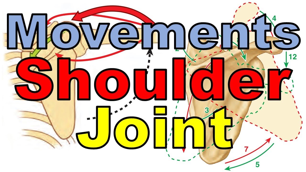 63. Shoulder Joint (3/5) || Upper Limb Joints (6/15) || كلية الطب - مادة التشريح || (M1---) || [65]