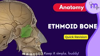 Ethmoid Bone Anatomy Explained | Cribriform Plate, Crista Galli & Perpendicular Plate