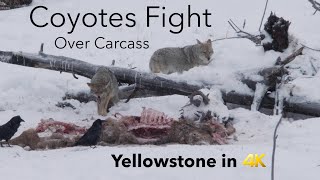 Coyotes Fight over Elk Carcass in Yellowstone | Yellowstone in 4K | Inspire Wild Media by Inspire Wild Media 598 views 4 years ago 2 minutes, 19 seconds