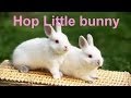 Hop Little Bunny Poem - English Nursery Rhymes - Shemaroo Kids