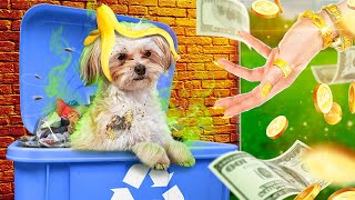 видео: Богатая семья приютила бедных собак с мусорки! Гаджеты для домашних животных! картинка: Богатая семья приютила бедных собак с мусорки! Гаджеты для домашних животных!