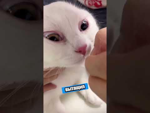 Пчела vs Кот: кто кого? Результат - опухший нос! 😲