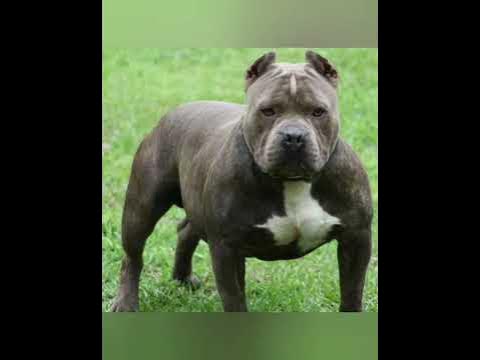 сабака парода🐕‍🦺🐕‍🦺 - YouTube