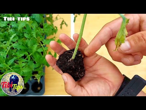 Video: Waar om eiervrug te plant – hoe om eiervrugte in tuine te kweek