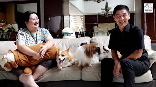 Koleksi Anjing Corgi & Papillon MIlik Shelly Ramli