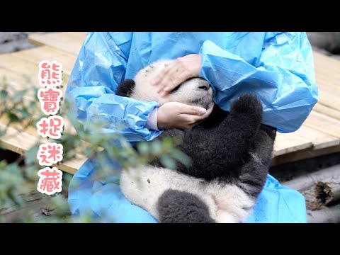 《熊貓早晚安》熊寶捉迷藏被奶媽發現了 | iPanda熊貓頻道