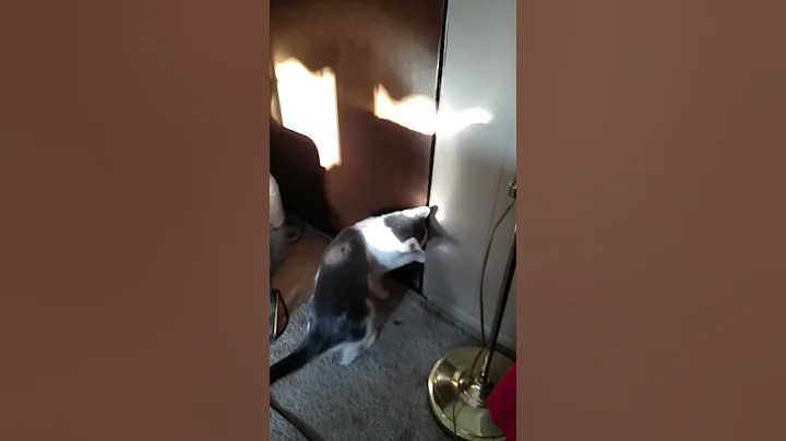 Kitty Escape Artist