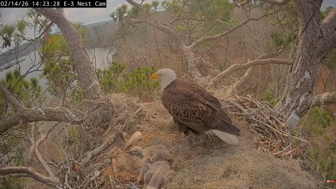 Bald Eagle - Kisatchie National Forest E-3 14.02.2026 14:15 - YouTube