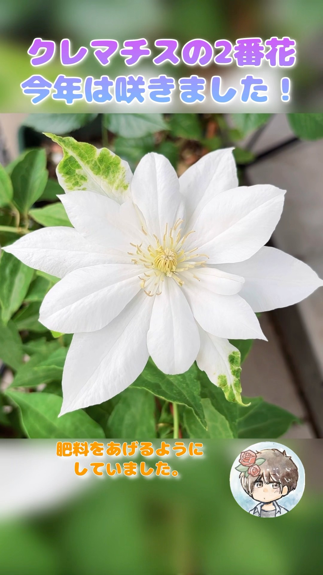 クレマチスです The second flower of my clematis has bloomed this year