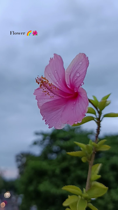 🌷🌺🌈#subscribe #pink #pinkcolour #pertty#littlebaby #plants #love