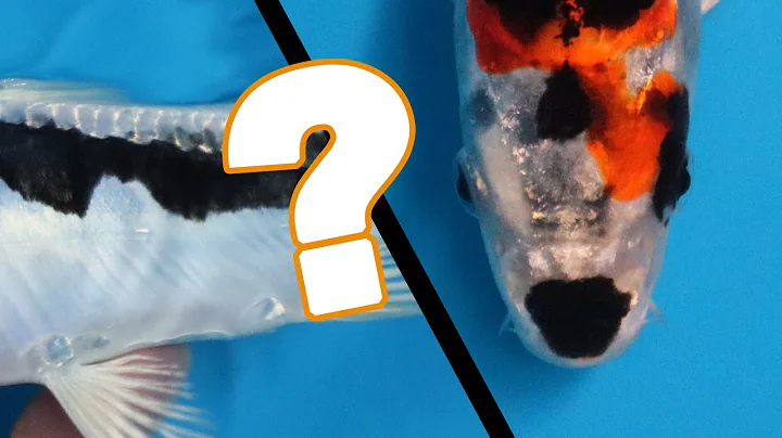 What Koi Fish variety is this?! [UNIQUE KOI VARIETY]