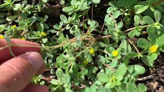 Purslane vs Toxic Spotted Spurge