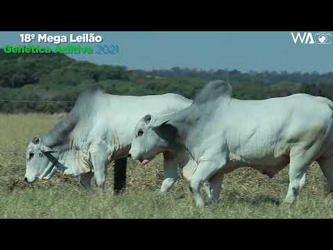 LOTE 127 - REMP 1030, REMC A2729 - LOTE DUPLO - 18º MEGA LEILÃO GENÉTICA ADITIVA 2021