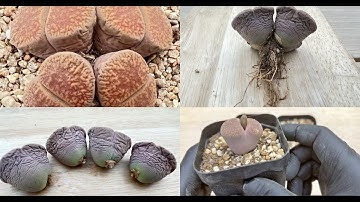 How to get new roots of lithops l living stone