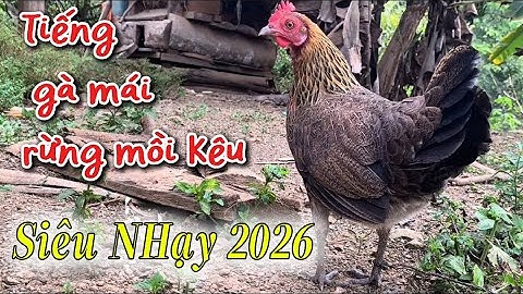 Tiếng gà mái rừng Mồi kêu Gọi Trống - SIÊU NHẠY 2026 // Poj qaib seev, qua dib lau tuụa zoo 