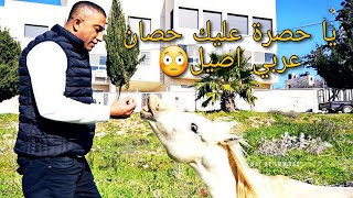 حصان عربي اصيل فقد عينه وتم رميه في الشارع السبب مع جمال العمواسي