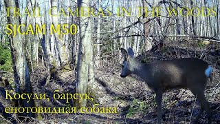 Косули, барсук, енотовидная собака SJCAM M50