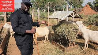mistakes zero grazing farmers do which makes them loose goats and the solution