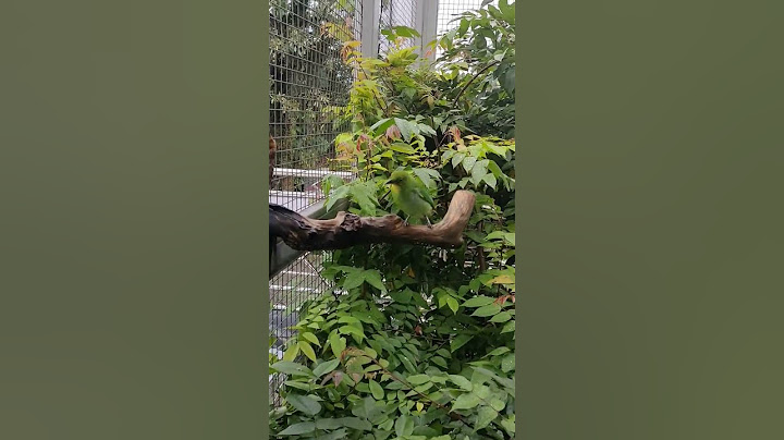 Cucak Hijau Betina di Aviary Depan Rumah #aviarydepanrumah #aviary #cucakijo