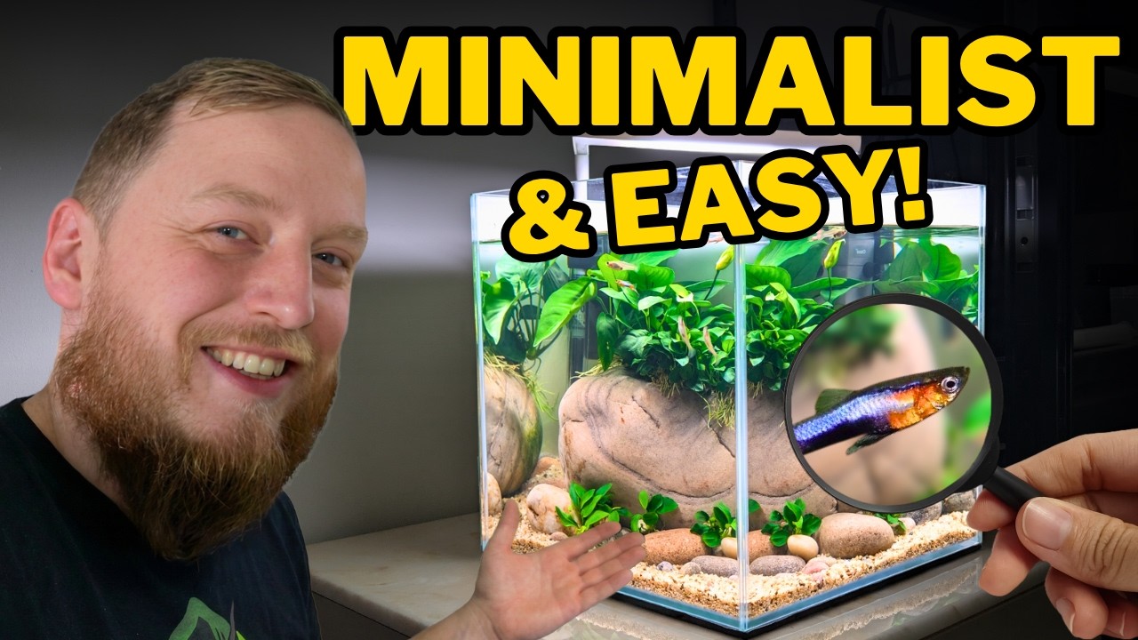 Perfect Modern Aquarium Setup for Fancy Endlers Guppies. (Aquascape step by step setup)