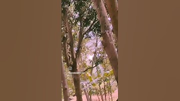 Thumbnail of #video #song #love hindi old songs short