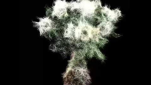 Unity | Point Cloud Study Bouquet