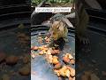 Un visiteur gourmand! #camping #chipmunk