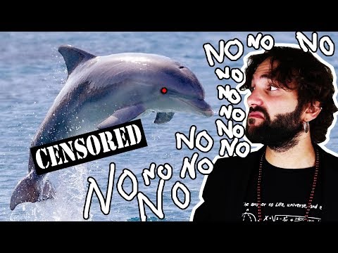 Video: I delfini avevano il becco?