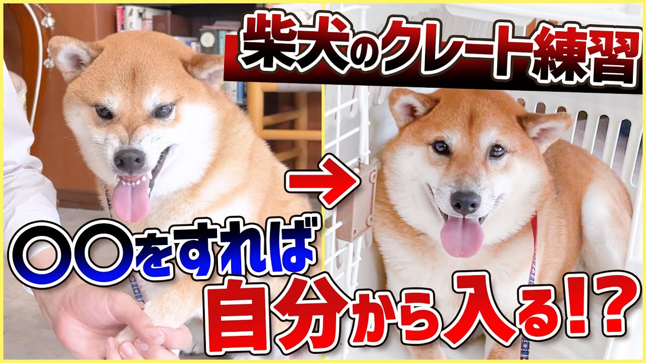 【柴犬 クレート】クレートに入らないのはただの食わず嫌いかも！クレートを好きになれる方法解説します！