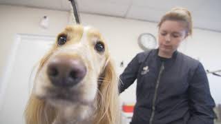 Dog Grooming Salon - Dapper Dogz