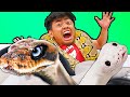 Giant Snake Hot Tub Bath Challenge! - (ft. @JayPrehistoricPets)