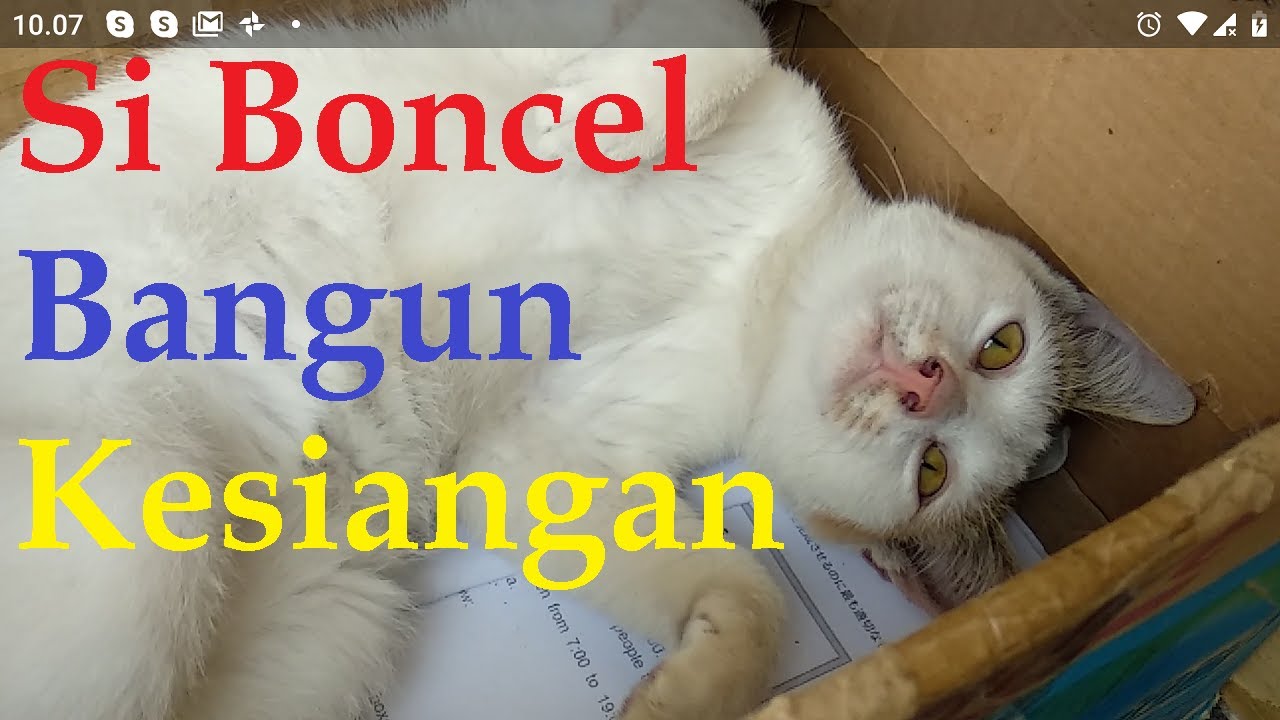 Si Boncel Kucing Imut Lucu Bangun Kesiangan Youtube