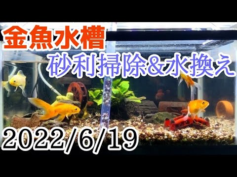 綺麗 金魚水槽の砂利掃除 水換え 22 6 19 Youtube