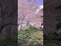 One more time, One more chance／山崎まさよし #shorts