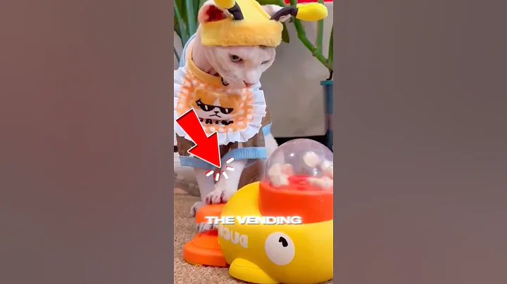 Video 11032601: sphynx love, cat funnycats