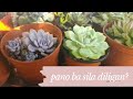 How to Water Your Succulents - Philippines