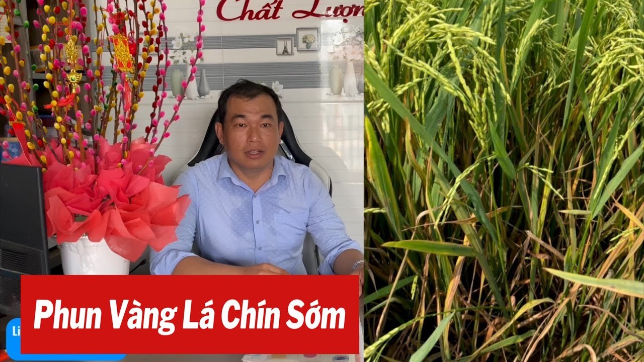Phun Vàng Lá Chín Sớm, và cách nhận diện bệnh. 28/2/2026
