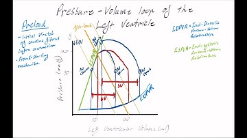 Pressure Volume relationship of the left ventricle of the heart - PV loops
