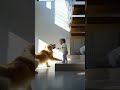 Family's Guardian Angel Dog Saves a baby#dog #pets #shorts