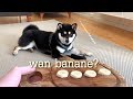 Hey shibe, would you like some banane?