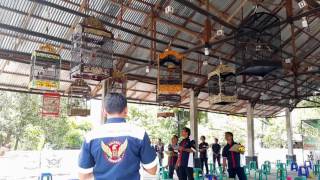 Lomba Burung Cucak Rawa di Anniversary Family SF
