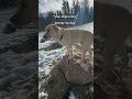 Lalalalala lululululu