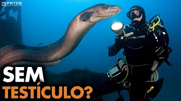 Como as enguias reproduzem?