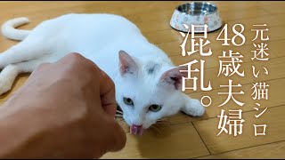 なぜ、犬のような猫が、狂ってしまったのか