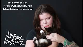 Maine Coon Kitten Personality Assessment by Sassy Koonz Maine Coon Cattery 2,087 views 1 year ago 54 seconds