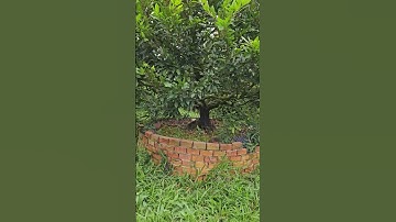 Cụ mai tiến vua giá 2 tỷ chơi tết 2024 #shorts