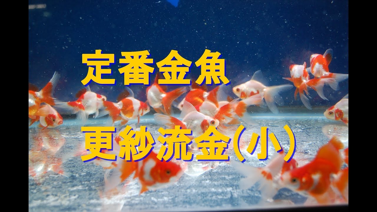 定番金魚販売 京阪錦鯉センター本店 定番金魚販売 京阪錦鯉センター本店