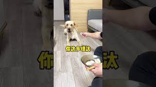 现在的狗子都这么讲究的吗… #旺仔很忙