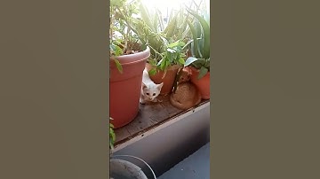 #القرآن_الكريم #راحة_نفسية #تلاوة_خاشعة #quran #cat #ihavethisthingwithplants #cuteanimal#duet #cute