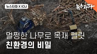 [삼림파괴 주식회사①]멀쩡한 나무로 목재 펠릿...친환경의 비밀  뉴스타파